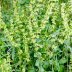 150 Rumex_crispus