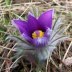 150Anemone-pulsatilla