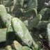 150cacti
