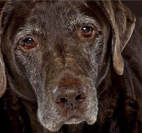 d0293ccec965527dadc64266b4008eeb--puppy-dog-eyes-old-dogs