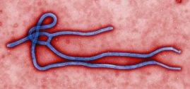 CDC ebola virus