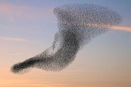 flock-of-birds